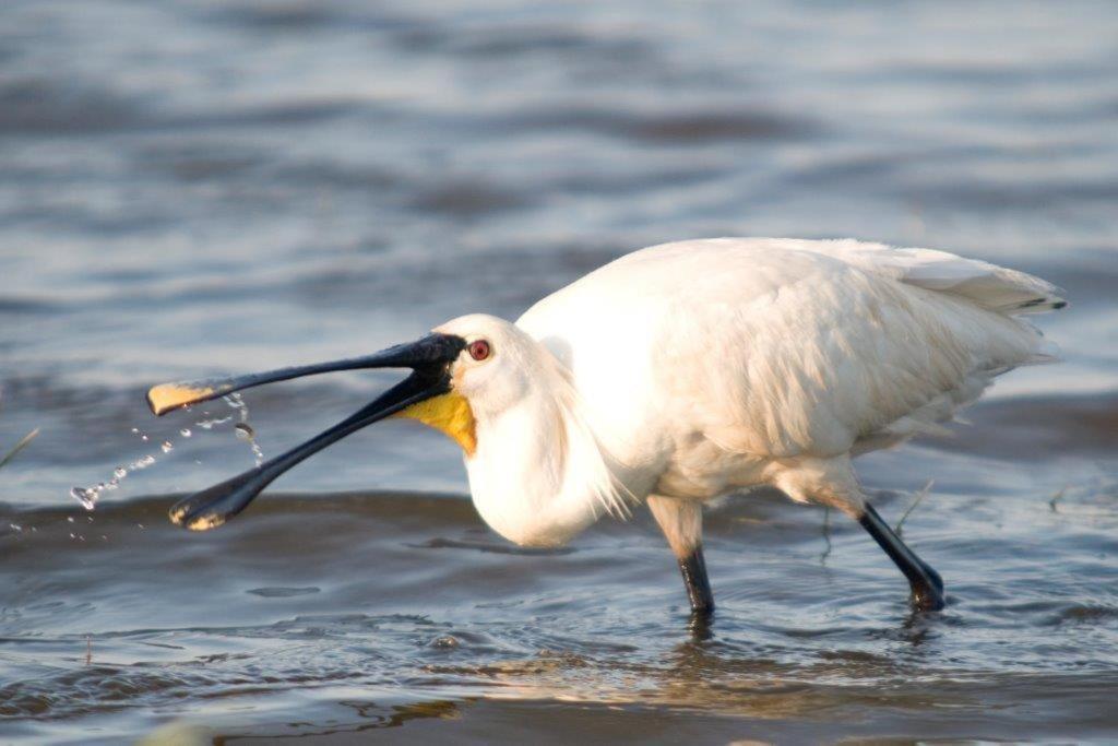Igluhut De Keet, In Natuurgebied En Vlakbij Het Strand Callantsoog Eksteriør billede